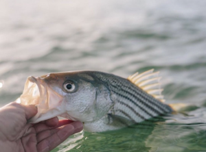 Small Striper