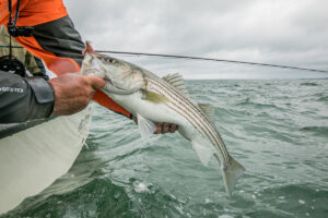 Striped Bass Hanging Over Bow
