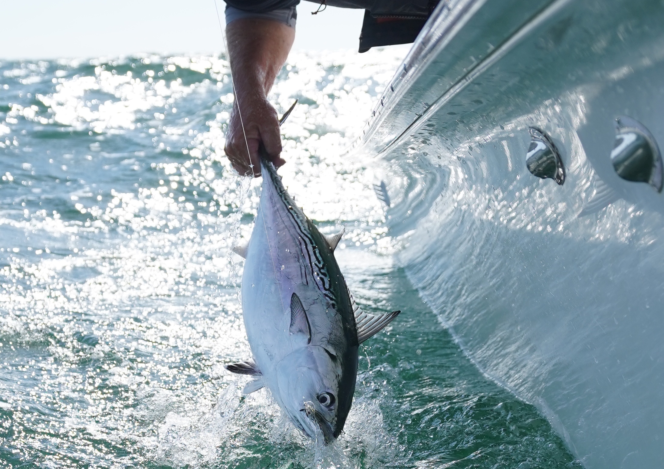 Call to Action: Speak up for Albies at the South Atlantic Fishery ...