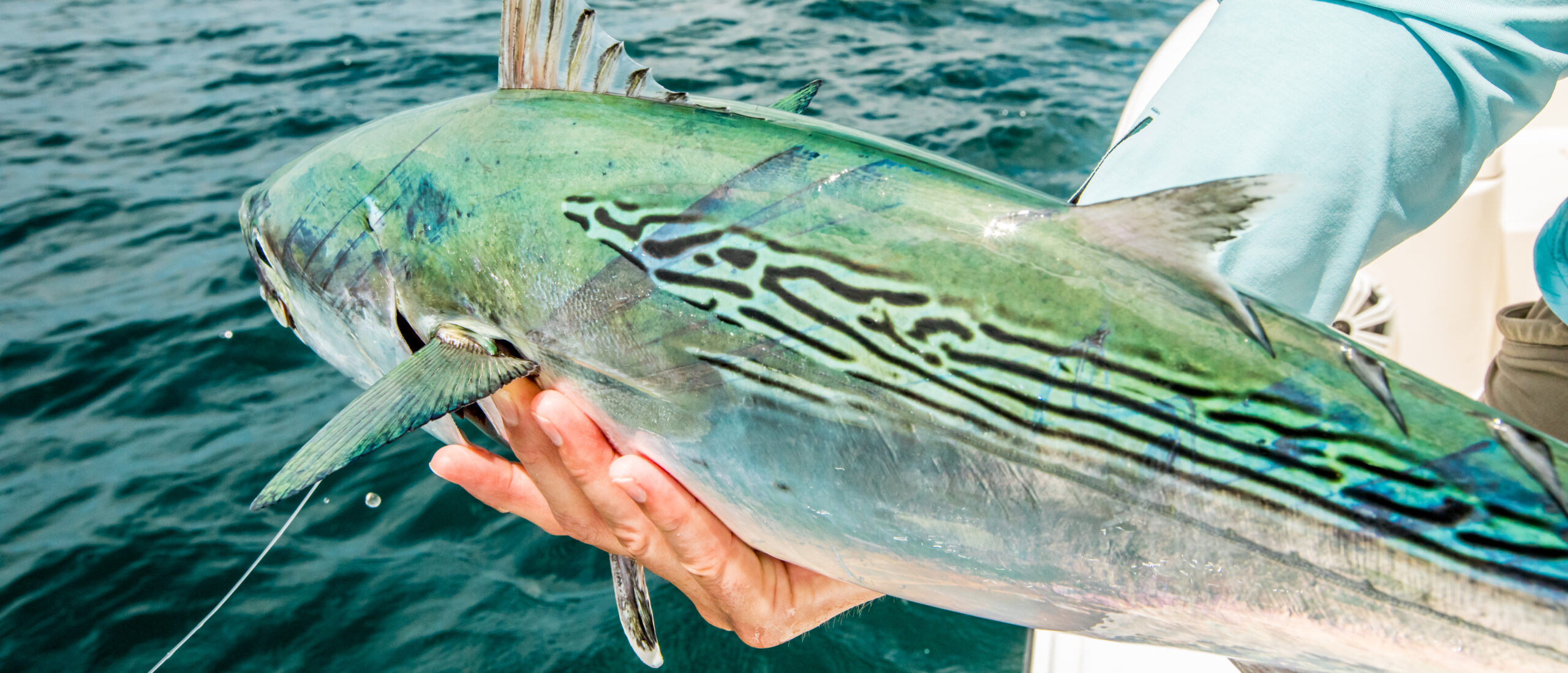Albies: Connected From Cape Cod to Florida - American Saltwater Guides ...