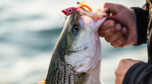 Lipped Striped Bass