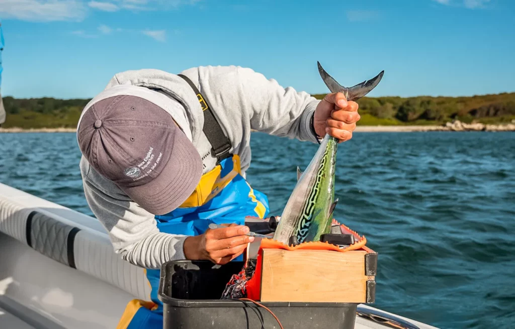 Scientist Tagging False Albacore