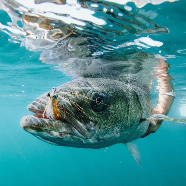 Striped Bass with fly in Mouth