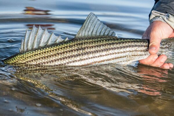 A striped bass in the water held by the tail