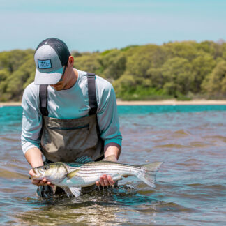 Fisherman Holding Striped Bass