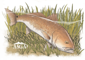 Bull Redfish - Single Decal