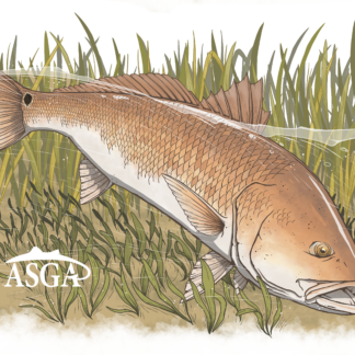 Bull Redfish - Single Decal