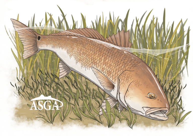 Bull Redfish - Single Decal