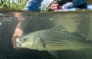 Striped Bass Underwater