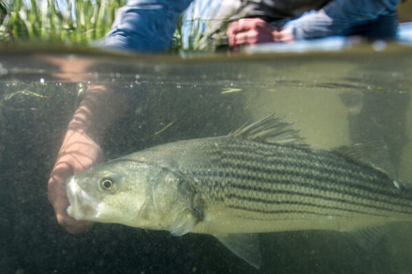 Striped Bass Underwater