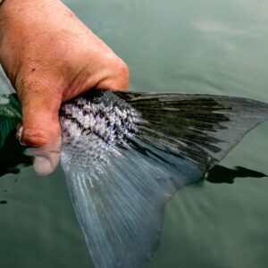 Striped Bass Tail