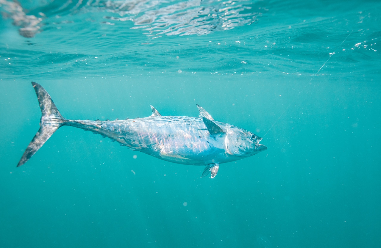 Albie Project Year 2: Results & Migration Insights - American Saltwater ...