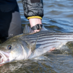 A striped bass being released by an angler.