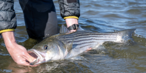 A striped bass being released by an angler.