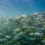 Menhaden Swimming