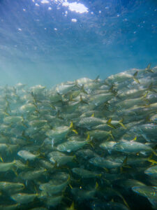 Menhaden Swimming